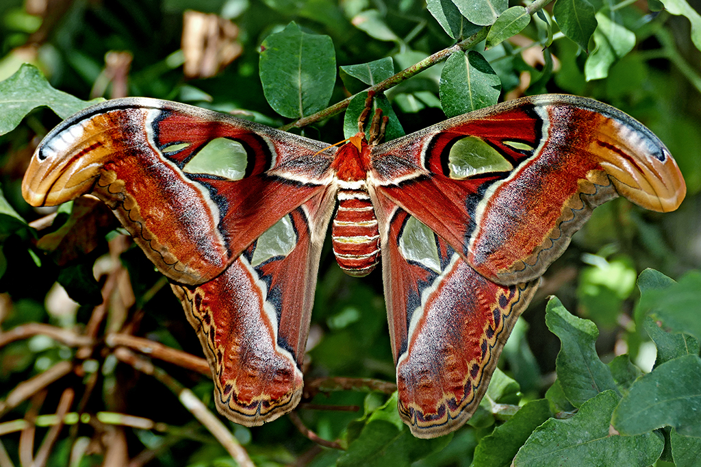 Conheça a gigante mariposa-atlas, um dos maiores insetos do mundo