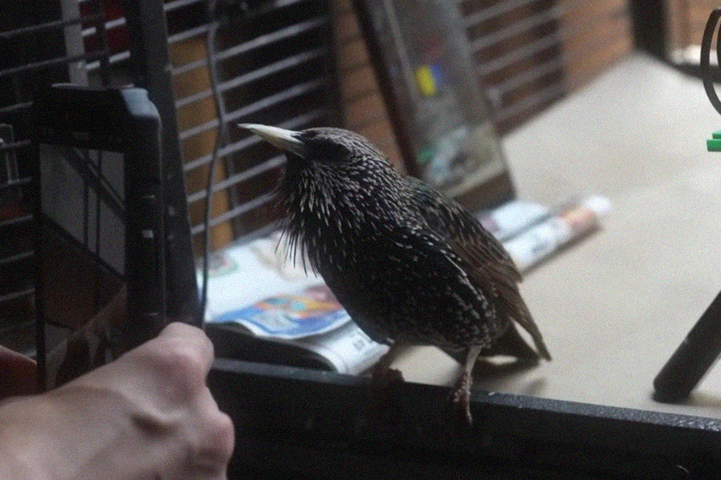 Imagem de uma pessoa gravando o som de um p&aacute;ssaro.