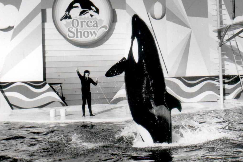 O Brasil já foi palco de um show de orcas – que terminou em tragédia