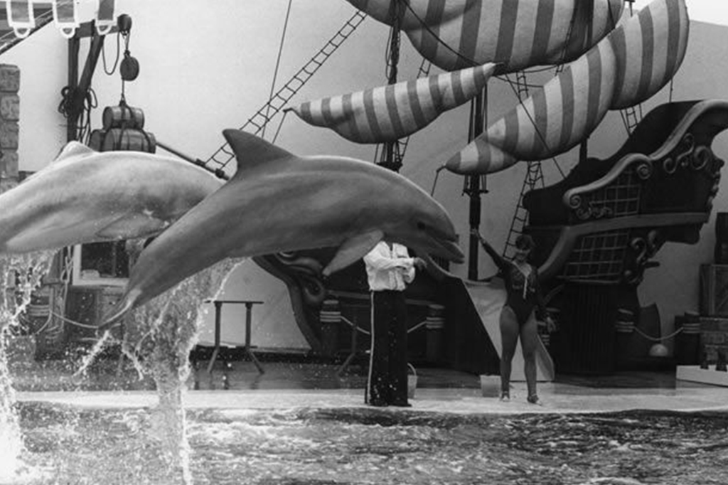 Fotografia de dois golfinhos no aqu&aacute;rio do Playcenter.