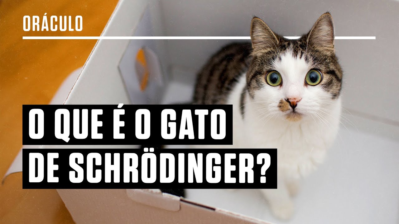 O que é o Gato de Schrödinger? Pesquisadora responde sobre física quântica