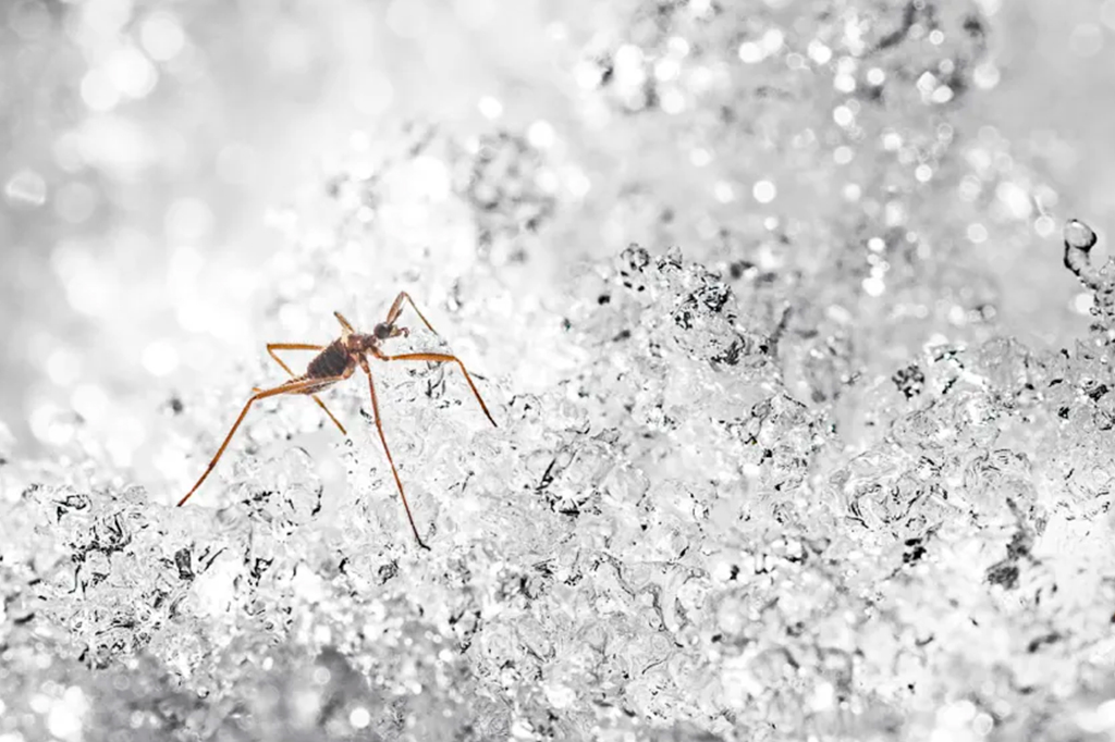 Essas moscas amputam as próprias patas para sobreviver ao frio; veja vídeo