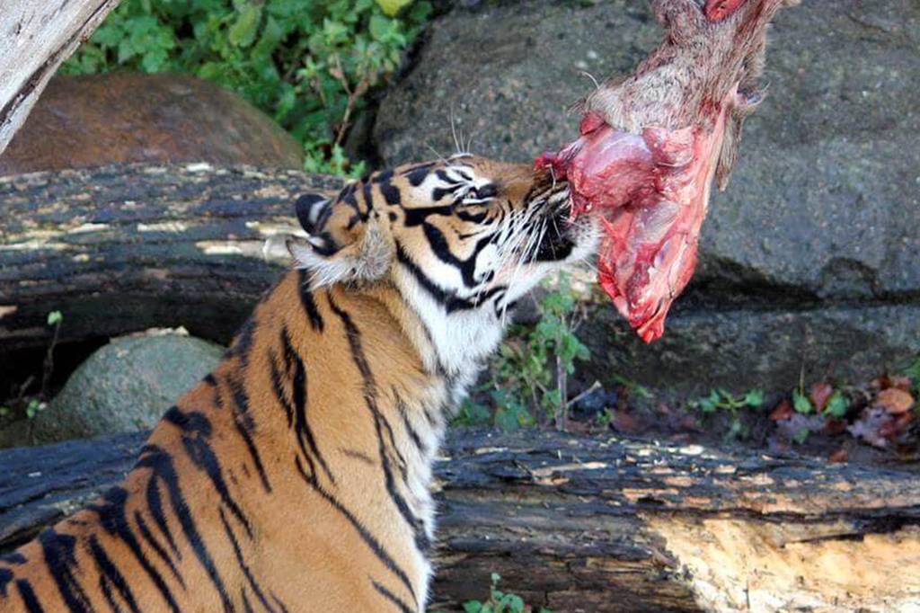 Zoológico dinamarquês pede doações de animais domésticos para alimentar predadores