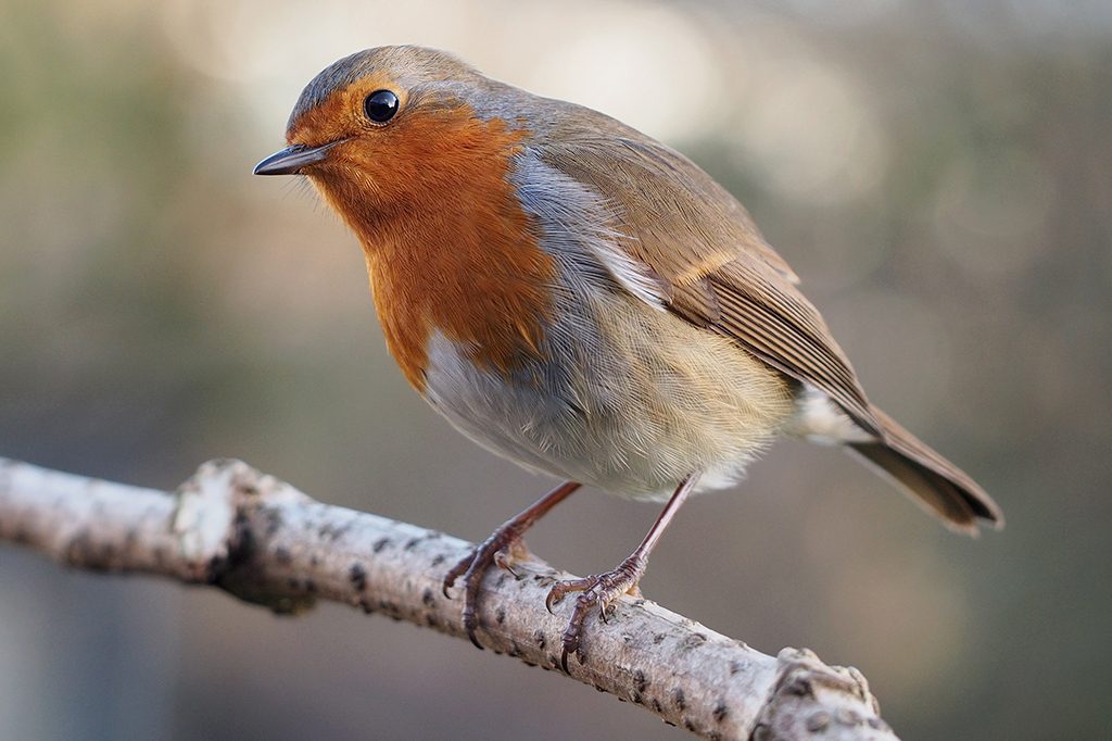 Como pássaros se guiam pelo campo magnético da Terra? A física quântica pode explicar