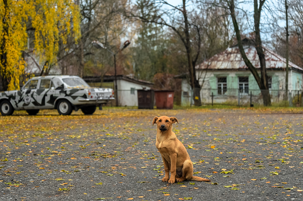Como os cães de Chernobyl vivem quase 40 anos após o desastre nuclear?