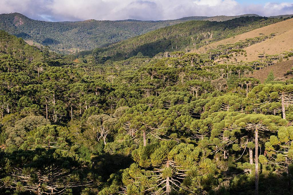 Só restaram 4% das florestas de araucária no Brasil, revela estudo