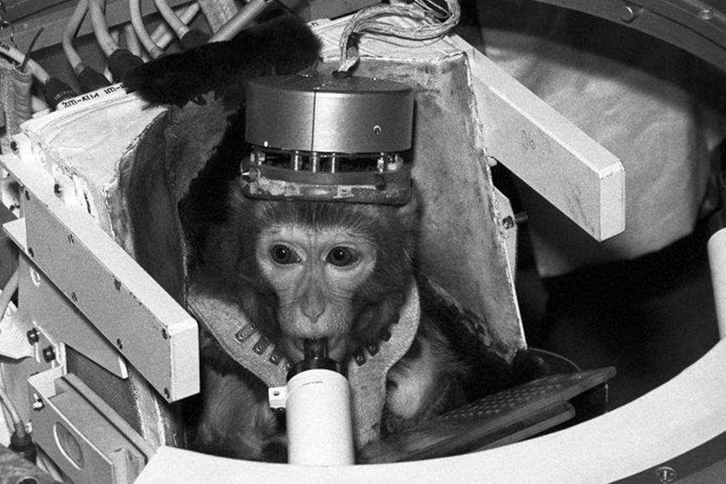 Os 10 primeiros animais que foram ao espaço