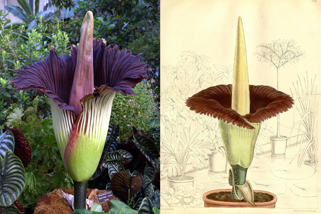 “Flor-cadáver”: a maior flor do mundo tem cheiro de carne podre