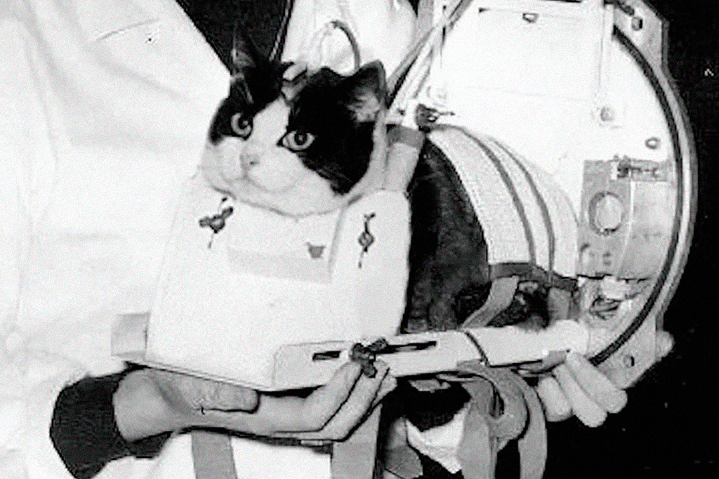 Fotografia da Felicite, a primeira gata no Espaço.