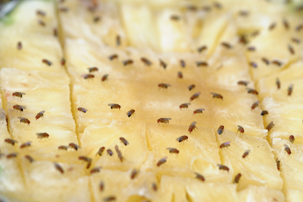 Gigante em miniatura: a importância das moscas drosófilas para a pesquisa biomédica brasileira