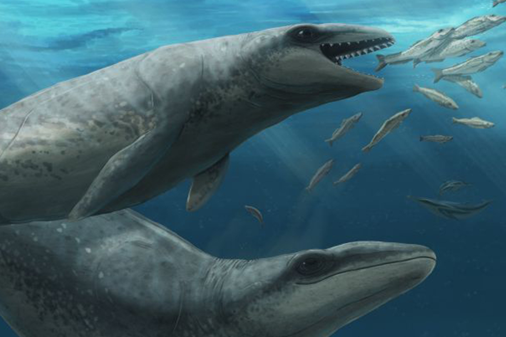 Cientistas descobrem baleia pré-histórica do tamanho de um humano