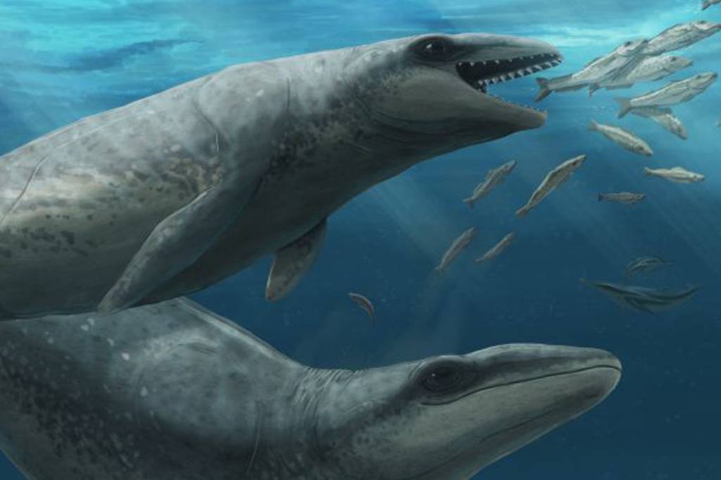 Cientistas descobrem baleia pré-histórica do tamanho de um humano
