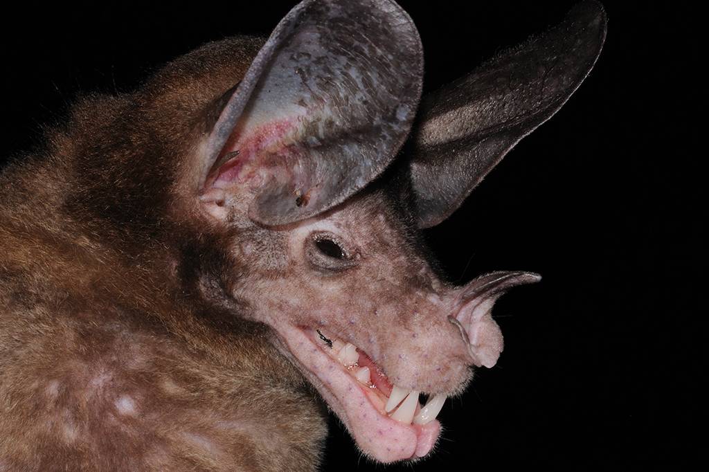 Os maiores morcegos carnívoros do mundo são fofinhos e amigáveis
