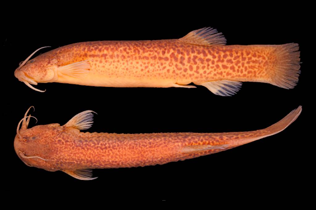 Cientistas brasileiros descobrem bagres escalando cachoeiras