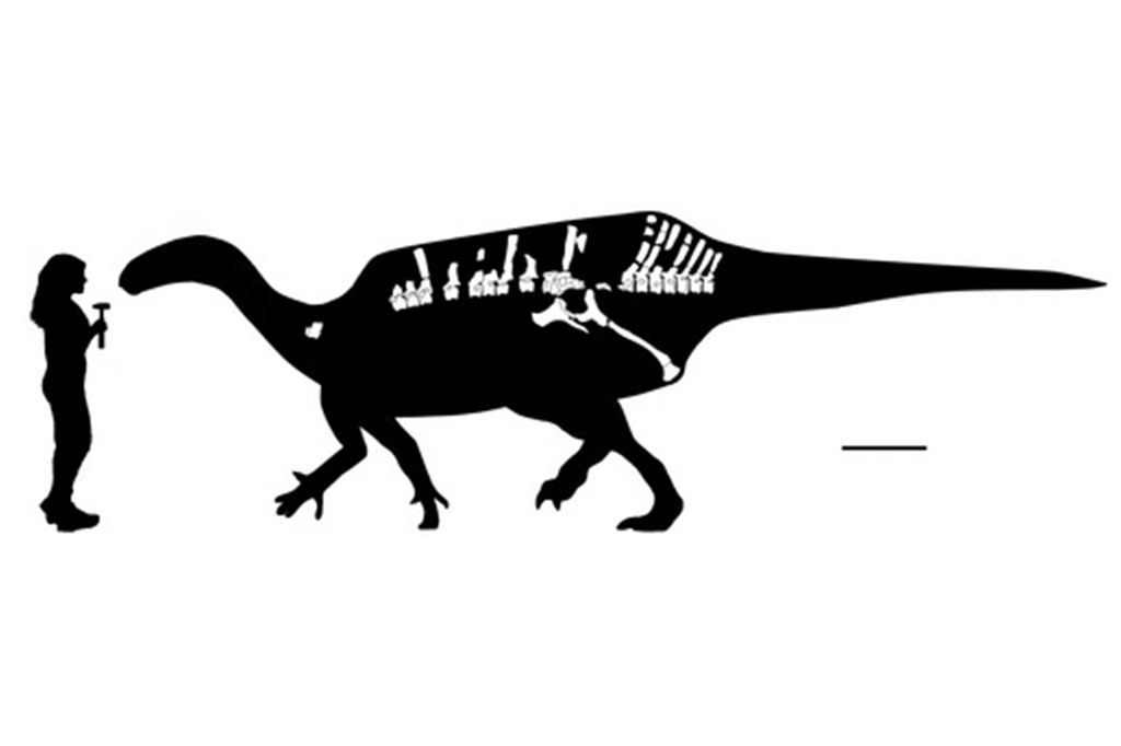 Ilustra&ccedil;&atilde;o da reconstru&ccedil;&atilde;o esquel&eacute;tica. A barra de escala representa 500 mm.
