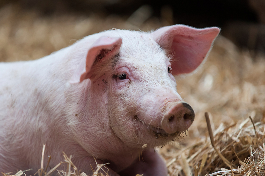 Cirurgiões fizeram transplante de pulmão de porco para pessoa com morte cerebral