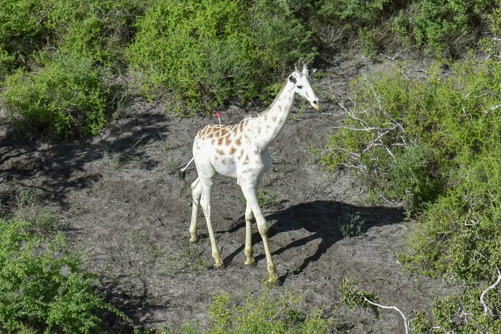 Última girafa branca do mundo é alvo de caçadores ilegais