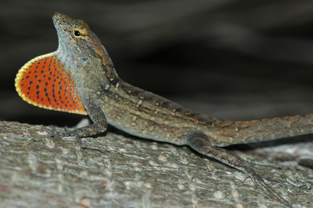 Fotografia do lagarto anolis-marrom ( Anolis sagrei ).