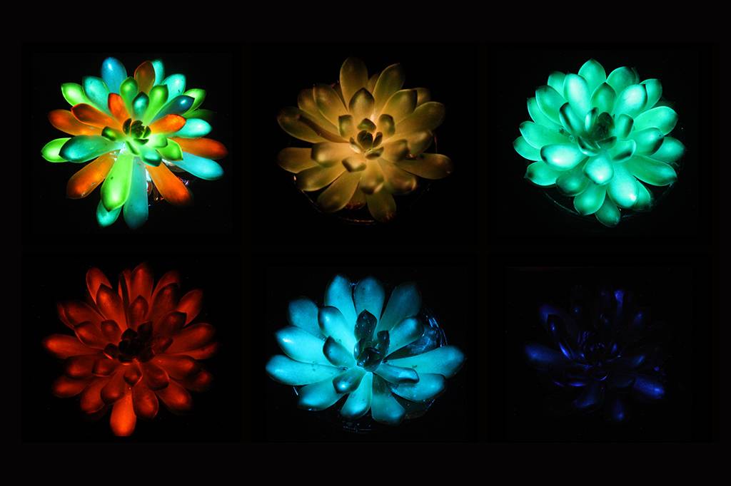 Plantas que brilham no escuro podem ser o futuro da iluminação de ruas