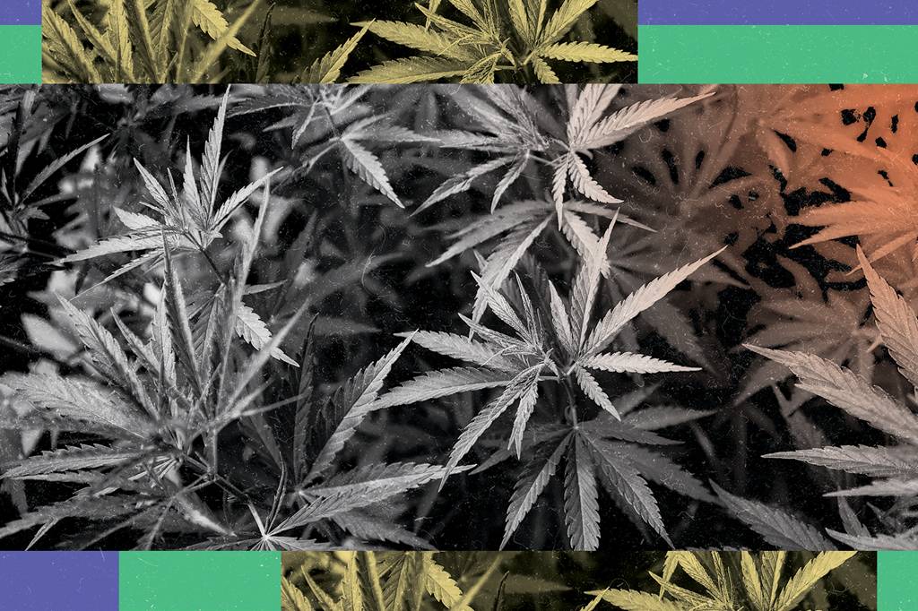 Estudo aponta ligação entre maconha e esquizofrenia