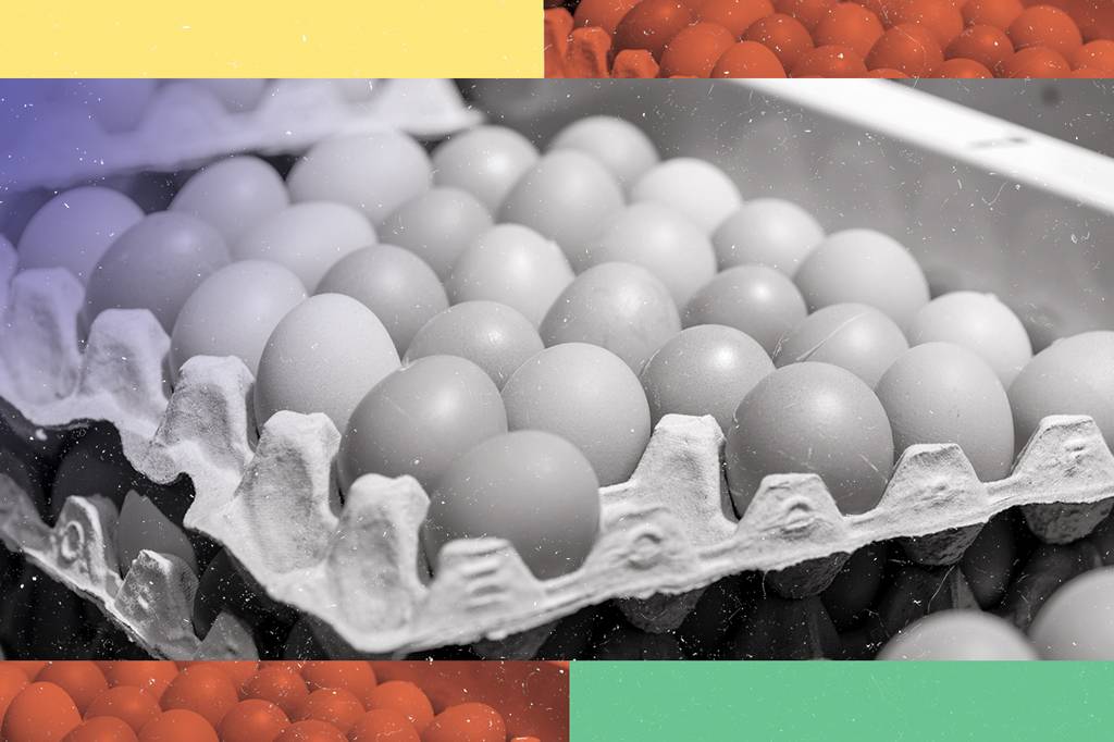 3 notícias sobre: ovos