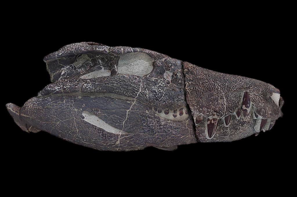 Fotografia do f&oacute;ssil Kostensuchus atrox.