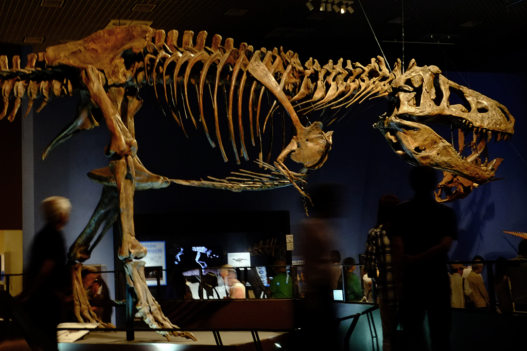 Cientistas descobrem vasos sanguíneos preservados no maior fóssil de T. Rex do mundo