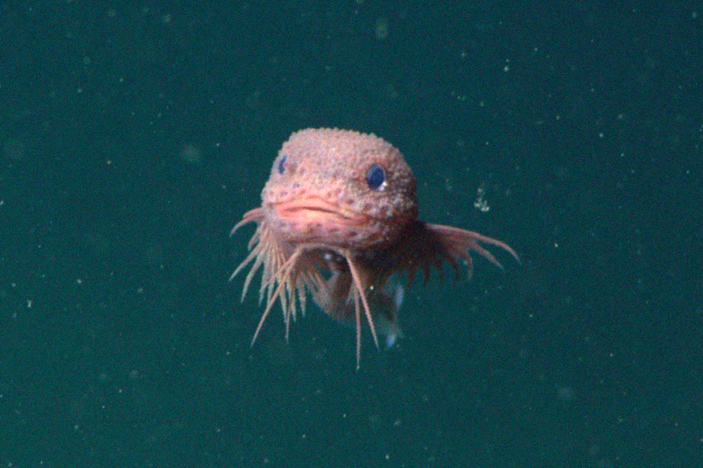 Criatura abissal aparece na superfície e surpreende cientistas por ser fofa