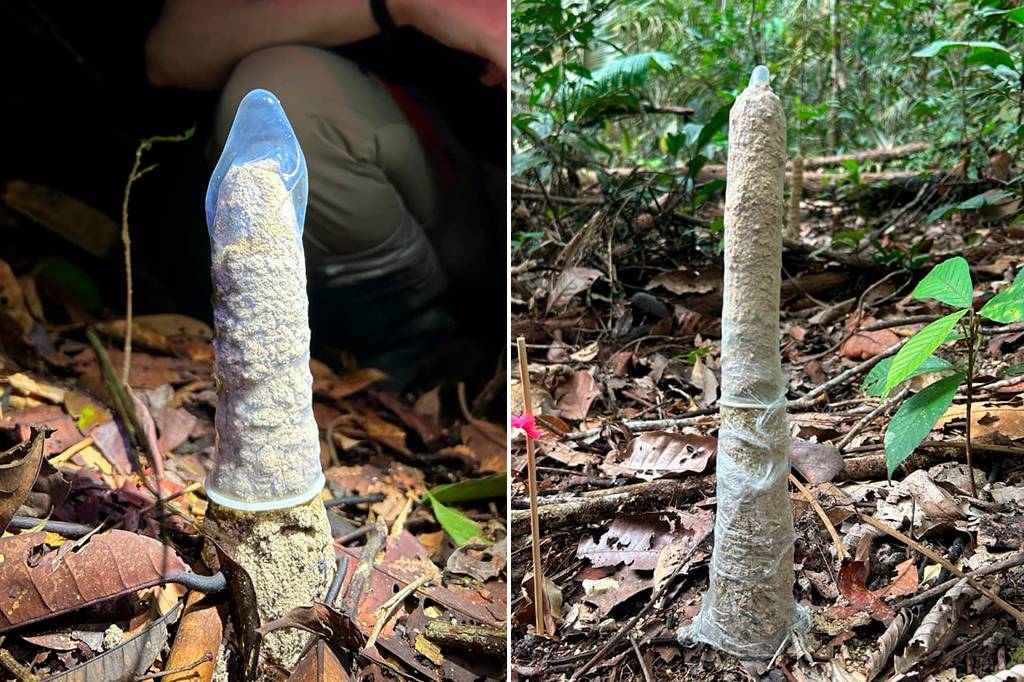 Cientistas recorrem a preservativos para entender torres de cigarras na Amazônia