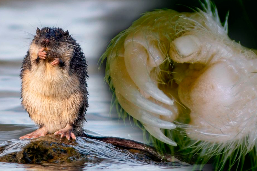 Polegar com unha pode ter ajudado roedores a conquistar o mundo