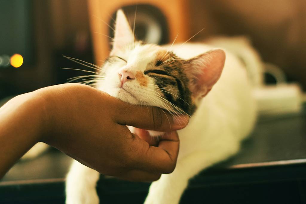 Como conquistar o coração do seu gato, segundo a ciência
