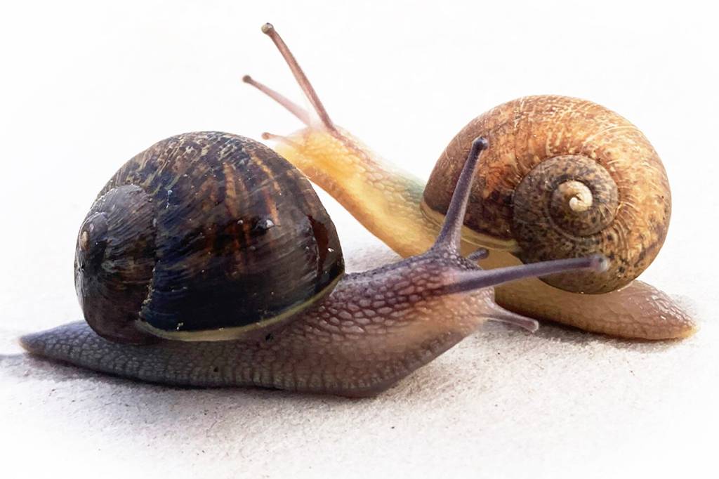 Campanha procura por par perfeito para caracol raro