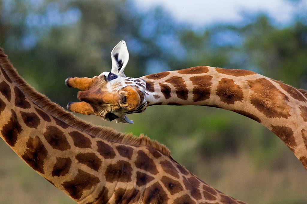 Cientistas batem o martelo: existem quatro espécies de girafa