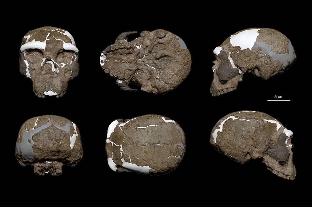 Crânio de 1 milhão de anos pode recontar a história da espécie humana