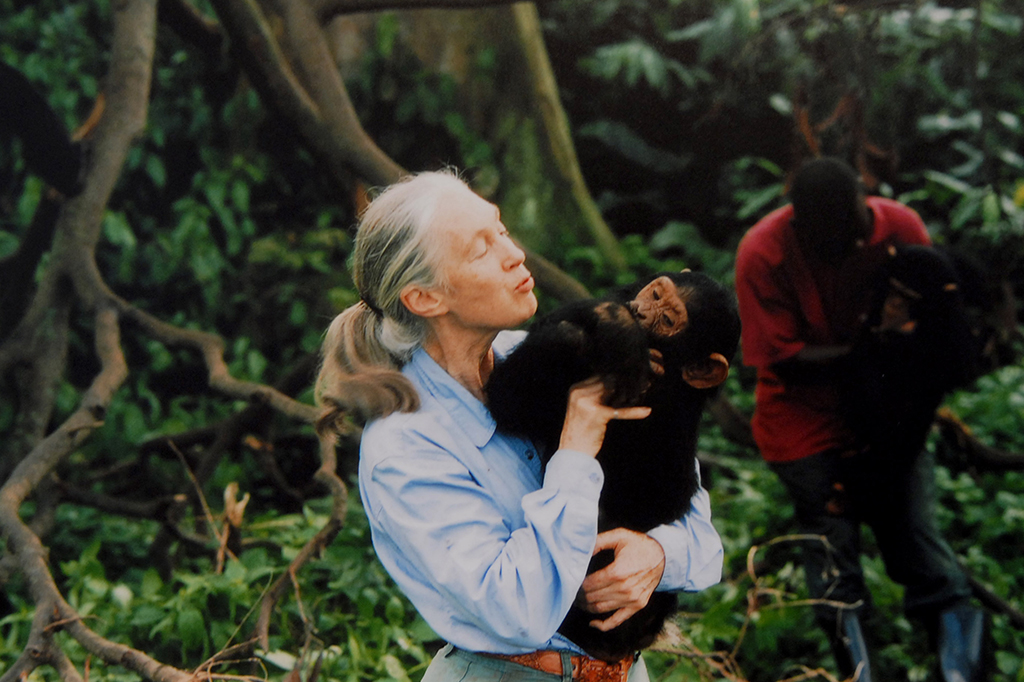 Fotografia da Jane Goodall, primatologista, et&oacute;loga e antrop&oacute;loga inglesa, com um chimpanz&eacute; nos bra&ccedil;os, c. 1995.