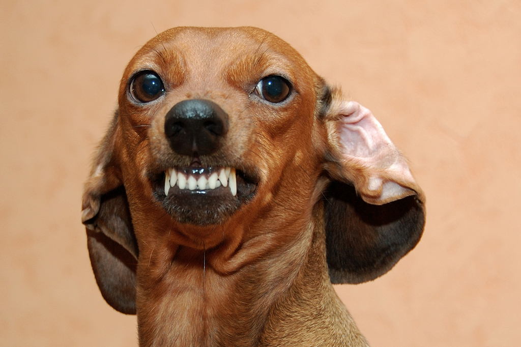 Seu cão é medroso ou agressivo? Estudo revela que o motivo pode estar nos primeiros meses de vida