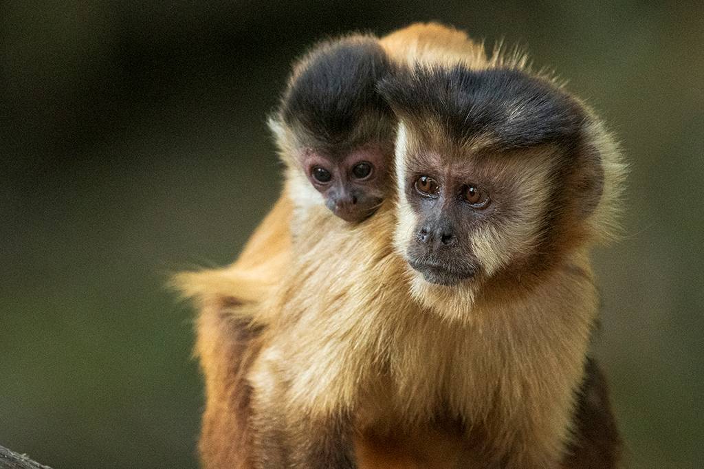 Fêmeas de mamíferos vivem mais por não se esforçarem tanto no acasalamento
