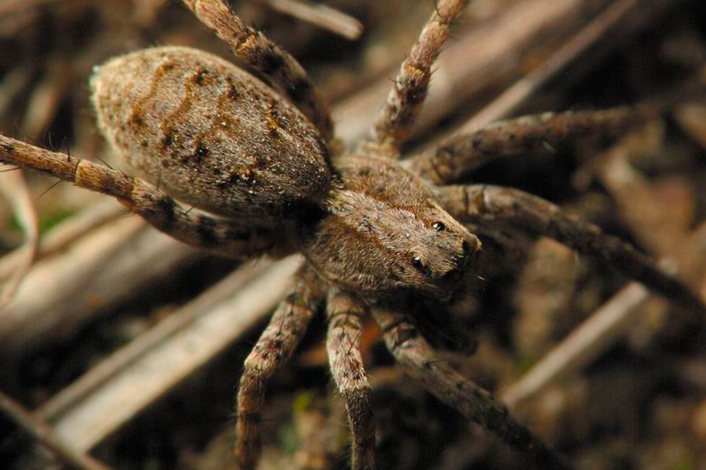 Fotografia de uma aranha lobo.