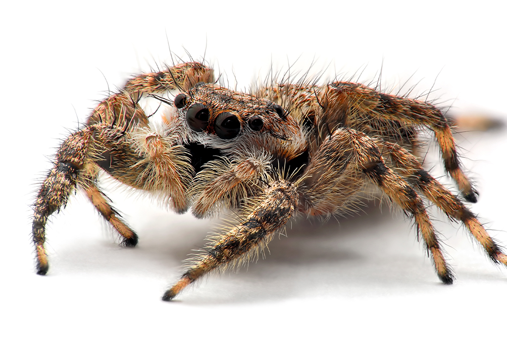 Fotografia de uma aranha saltadora.