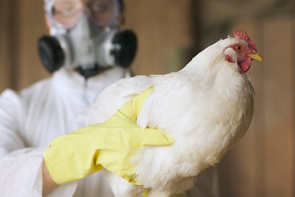 H9N2: por que essa cepa “silenciosa” de gripe aviária preocupa cientistas