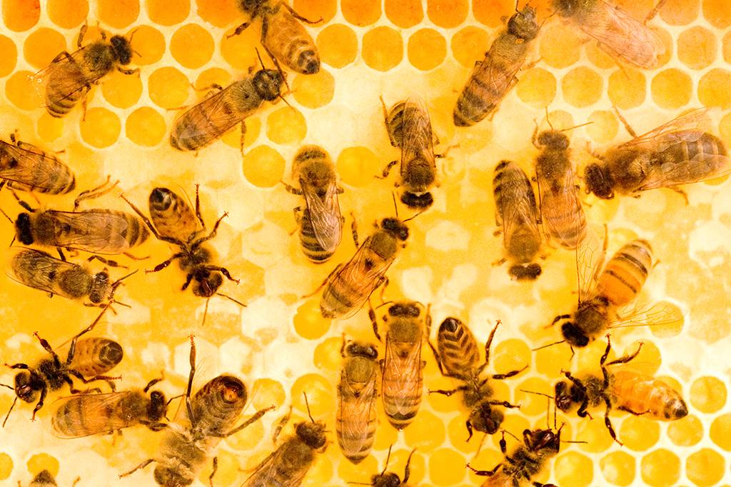 Cientistas treinam abelhas para decifrar uma forma simples de código Morse
