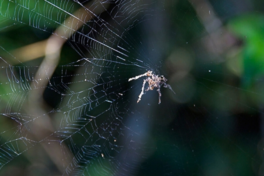 Aranhas minúsculas constroem espantalhos gigantes para afastar predadores