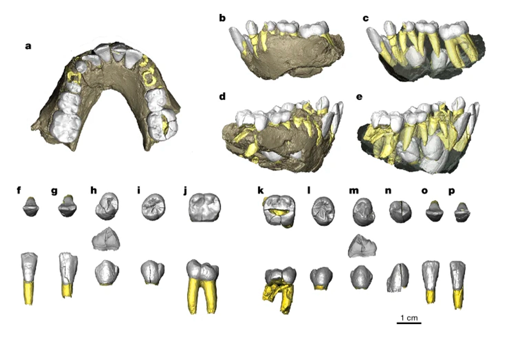 Imagens: a , Renderiza&ccedil;&atilde;o de microtomografia computadorizada mostrando a vista oclusal da mand&iacute;bula. As coroas dent&aacute;rias s&atilde;o mostradas em branco e as ra&iacute;zes preservadas em amarelo. b , Vista lateral esquerda da mand&iacute;bula. c , Vista lateral esquerda da mand&iacute;bula com coroas, ra&iacute;zes e denti&ccedil;&atilde;o permanente n&atilde;o irrompida vis&iacute;veis. d , Vista lateral direita da mand&iacute;bula. e , Vista lateral direita da mand&iacute;bula com coroas, ra&iacute;zes e denti&ccedil;&atilde;o permanente n&atilde;o irrompida vis&iacute;veis. S&atilde;o mostradas as vistas oclusal e labial ou bucal da denti&ccedil;&atilde;o permanente. f , Incisivo central esquerdo (I1 ) . g , Incisivo central esquerdo (I2 ) . h , Prego terceiro esquerdo (P3 ) (vista mesial inclu&iacute;da). i , Prego quarto esquerdo (P4). j, Menor primeiro esquerdo ( M1 ). k, Menor primeiro direito ( M1 ) . l , Prego quarto direito (P4 ) . m , Prego terceiro direito (P3 ) (vista mesial inclu&iacute;da). n , Canino direito. o , Incisivo central direito ( I2) . p , Incisivo central direito ( I1) .