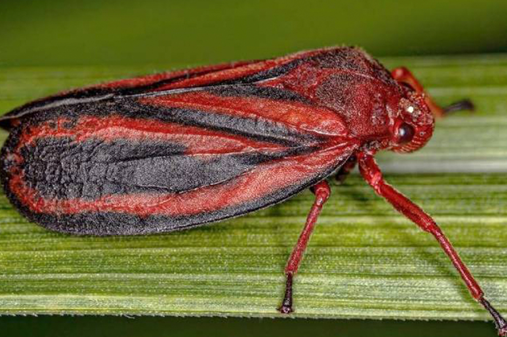 Pesquisa identifica nova espécie de inseto que ataca lavouras de cana-de-açúcar