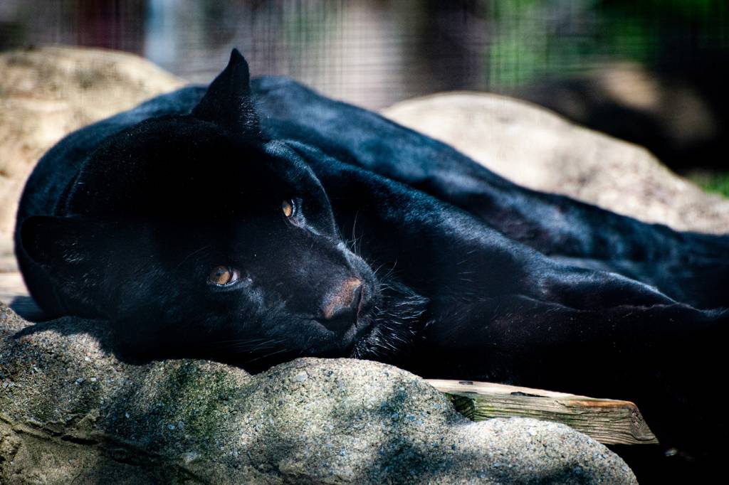 Animais com pelagem preta sofrem mais no calor?