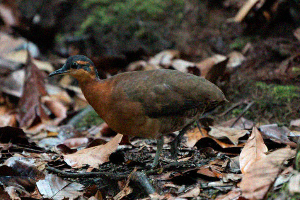 Fotografia da esp&eacute;cie de ave descoberta na Amaz&ocirc;nia lembra o dod&ocirc;.