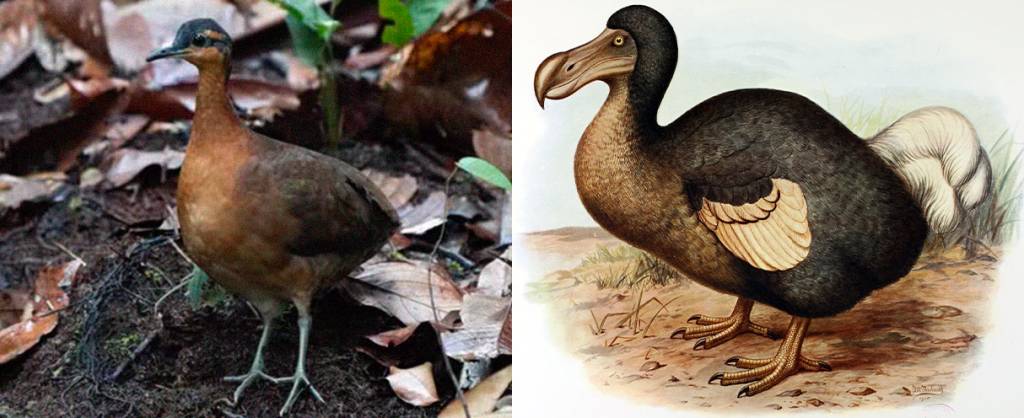 Surunina-da-terra: por que a espécie amazônica tem sido comparada ao extinto dodô?