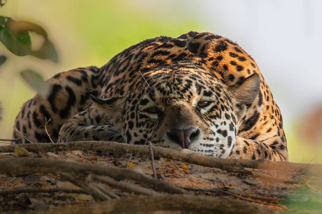 Pesquisa mapeia 14,3 mil observações de felinos para entender suas interações com humanos