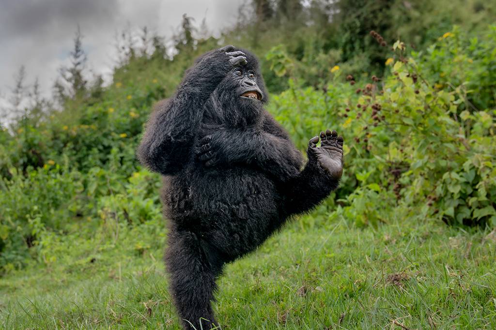 Gorila dançarino e batismo de sapo: confira as fotos de animais mais engraçadas do ano