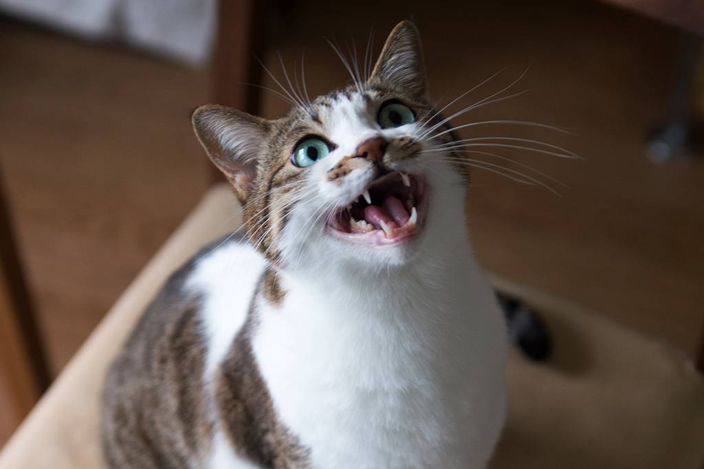 Gatos miam duas vezes mais para tutores homens, aponta pesquisa.